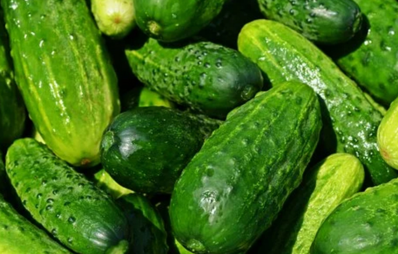 Identification Algorithm of Cucumber Pests and Diseases